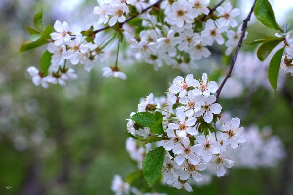 Поздняя Весна природа