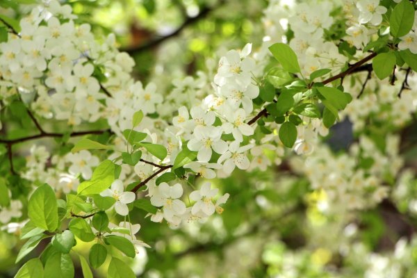 Весна природа апрель май