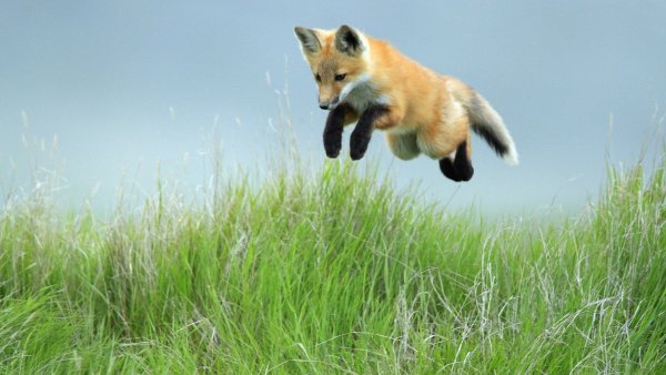 Бурый медведь косолапый