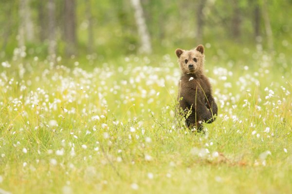 Природа и животные