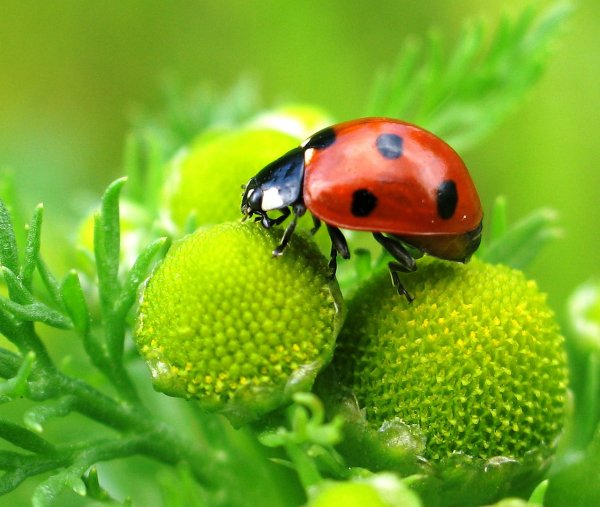 Ladybug Божья коровка
