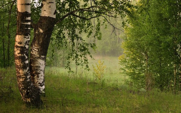 Природа березы