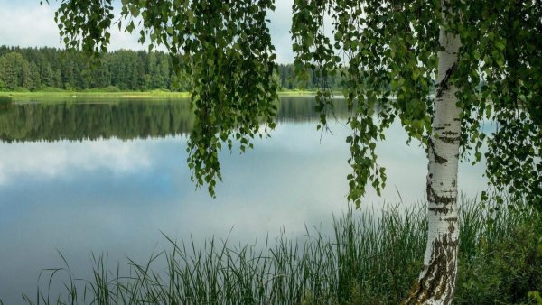 Саракташ Березовая роща
