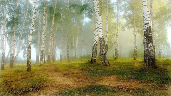 Березовая роща деревня река