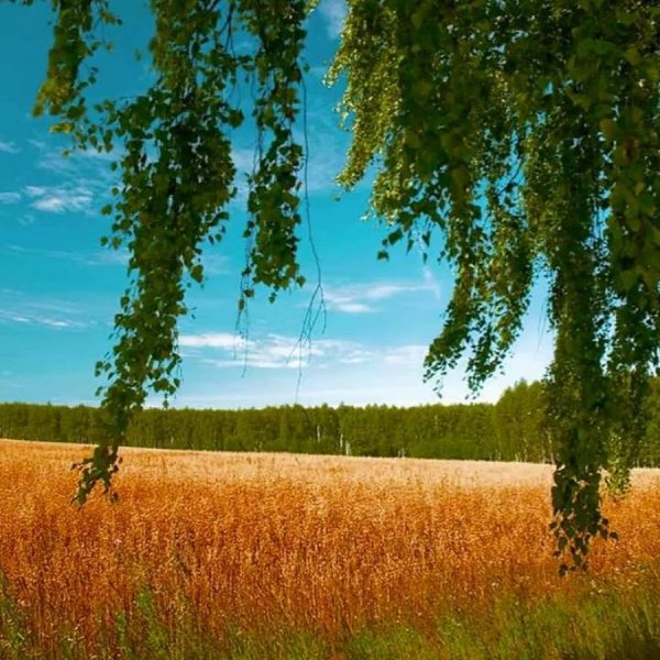 Лес березы