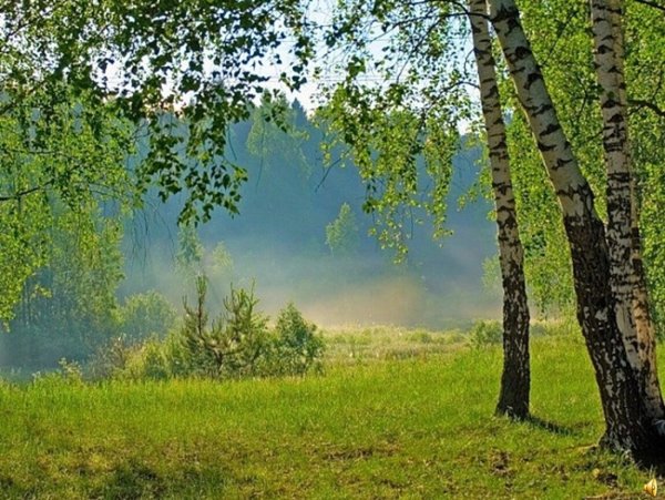 Мазурская береза