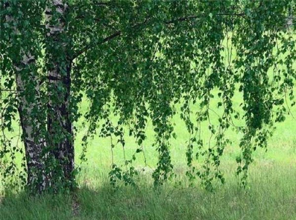 Природа России Березовая роща