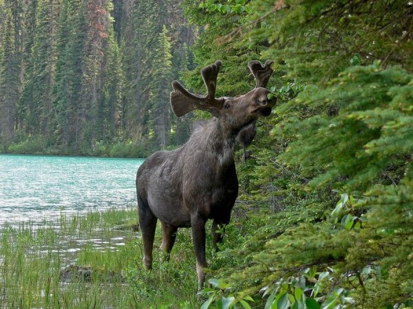 Финский фотограф Осси Сааринен
