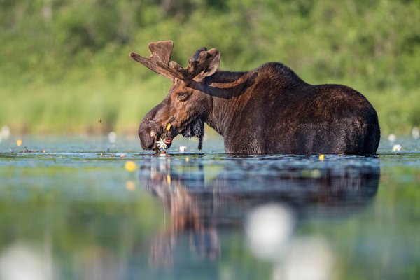 Kim Norlien американский художник