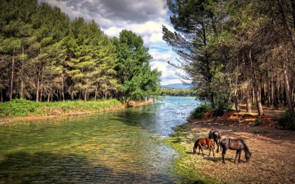 Американская художница Crista Forest картины