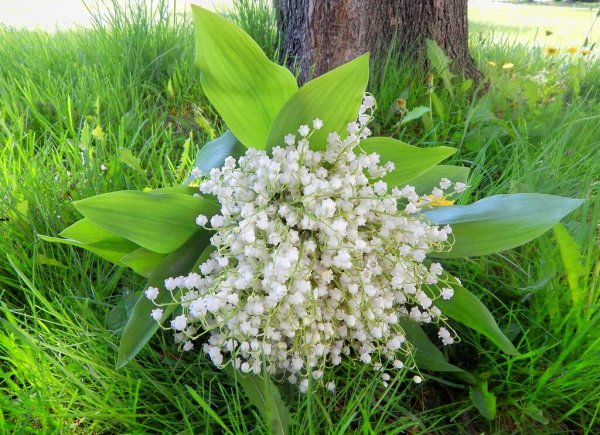 Ландыши, Горец Альпийский