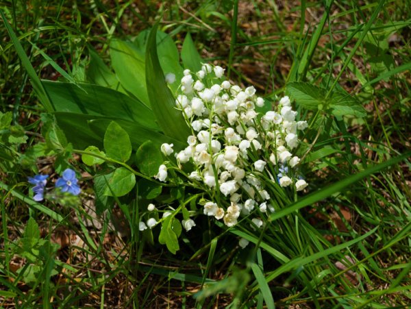 Ландыш Лесной
