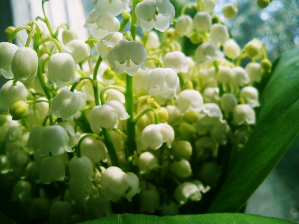 Природа весной