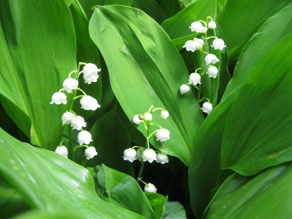 Convallaria Majalis Hofheim