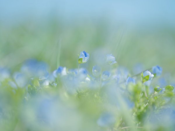 Нежность природа