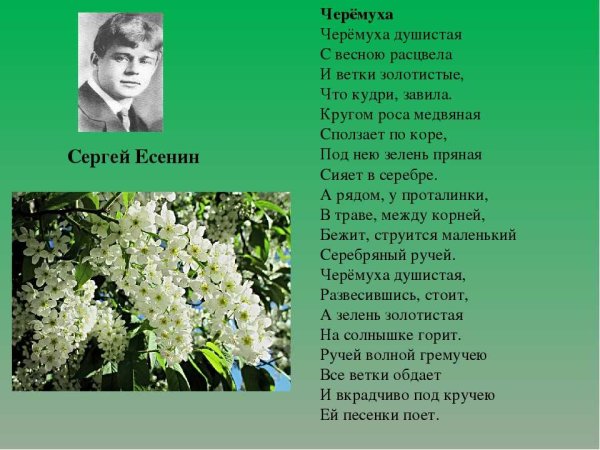 Стих Есенина вот уж вечер роса