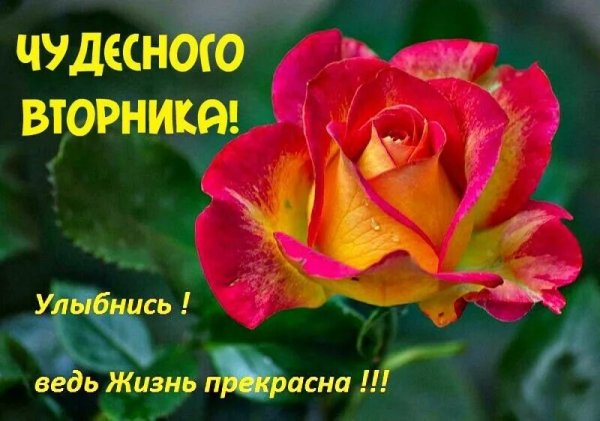 С добрым утром вторника