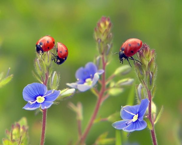 Радужный кузнечик Dactylotum bicolor