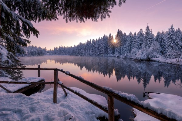 Флора Северного Ледовитого океана