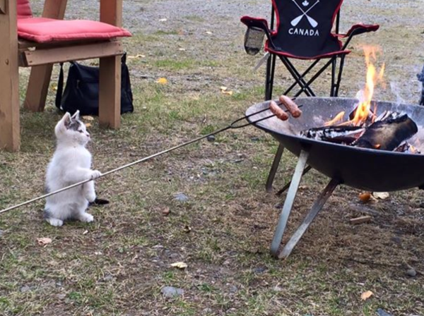 Коты на шашлыках