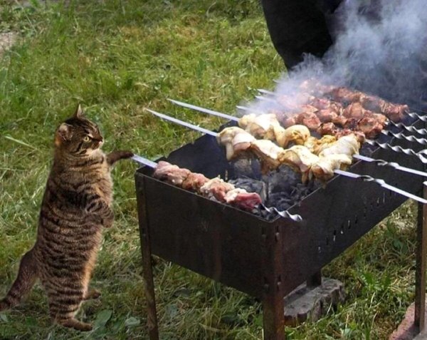 Майские шашлыки