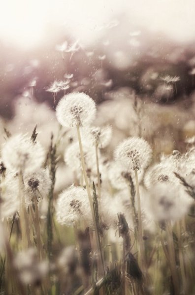 Нежный пейзаж