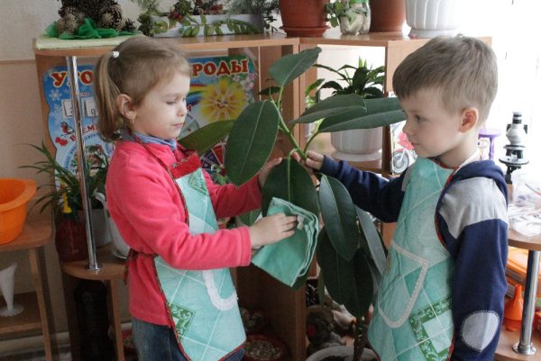 Комнатные растения для детей
