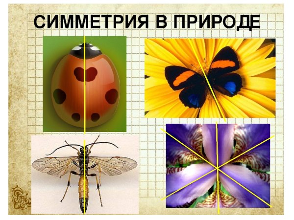 Симметрия в природе