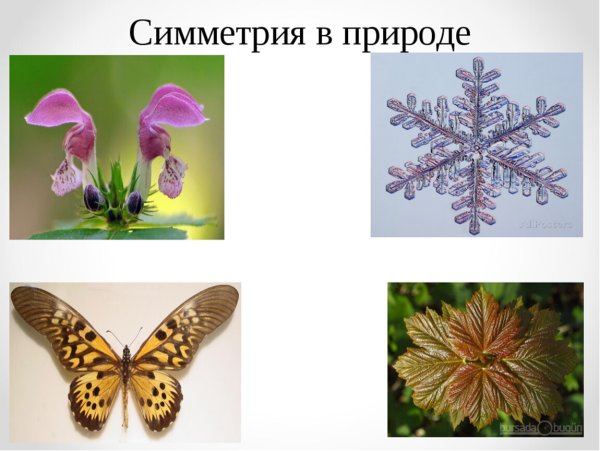Стрекоза симметрия