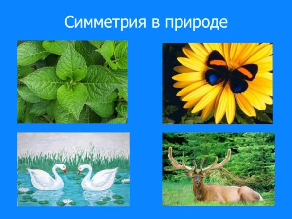 Примеры осевой симметрии в природе