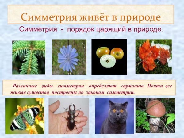 Зеркальная симметрия бабочка