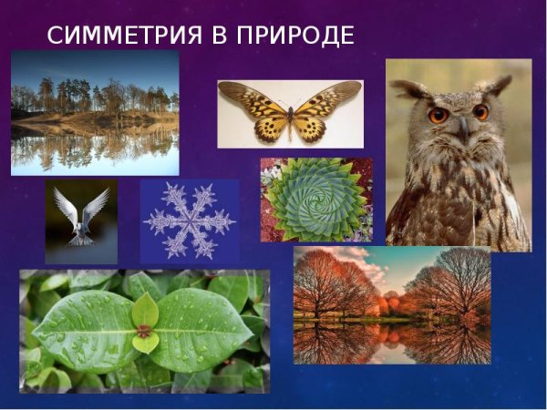 Плоскостная симметрия в природе
