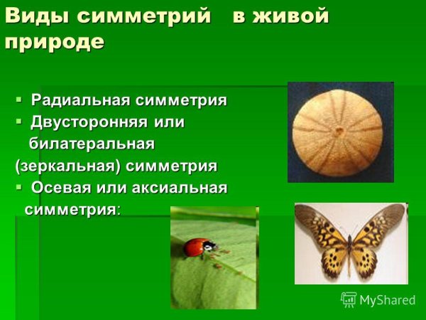 Бабочка симметрия