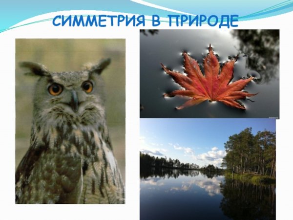Симметрия в природе