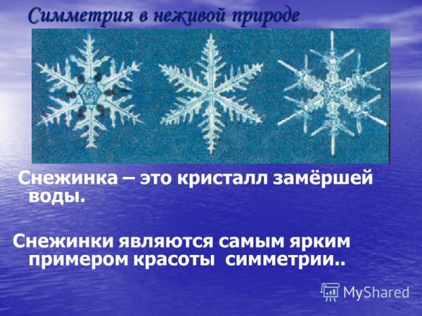 Симметрия в живой природе