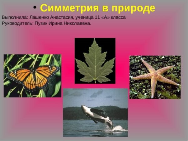 Необычные бабочки
