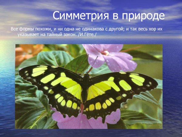 Урания Мадагаскарская