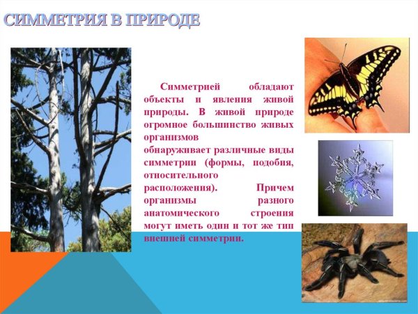 Симметрия в природе