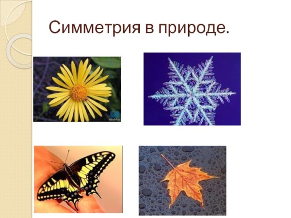 Центральная симметрия в живой природе
