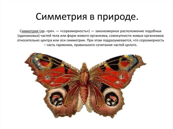 Бабочка Морфо Пелеида