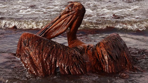 Разлив нефти в мексиканском заливе 2010