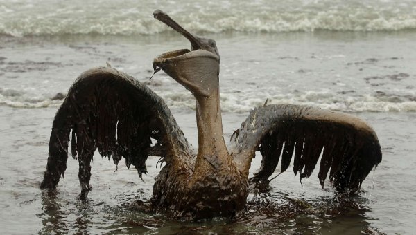 Нефтяное загрязнение природы