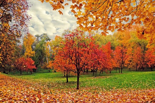 Золотая осень