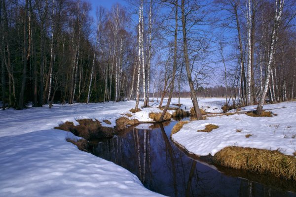 Первоцветы подснежники