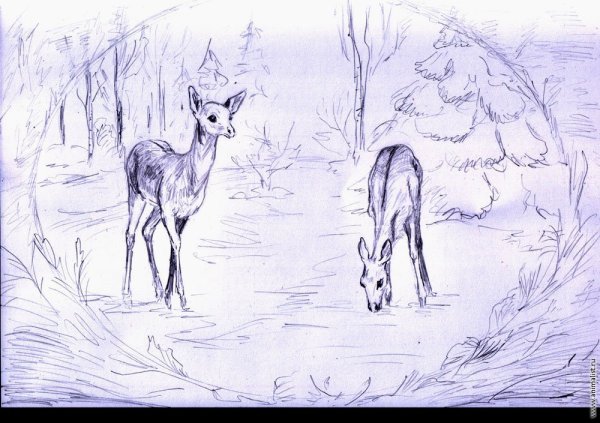 Тайга рисунок карандашом