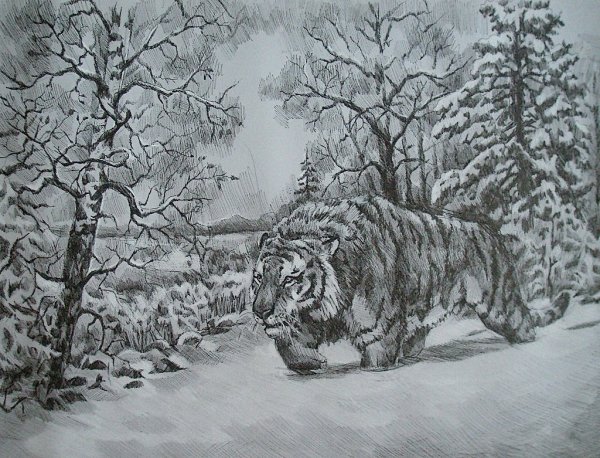 Рисунок белки карандашом