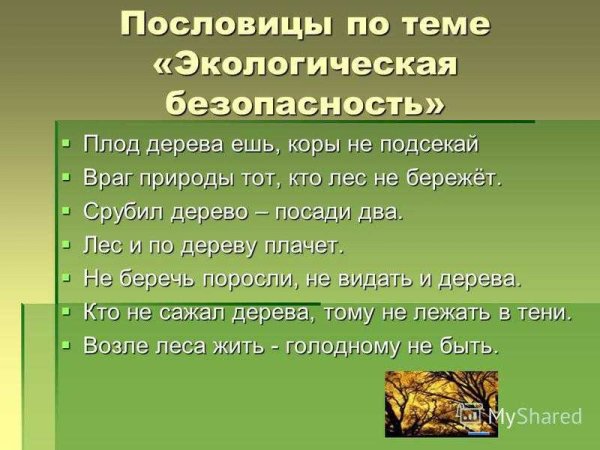 Поговорки про грибы