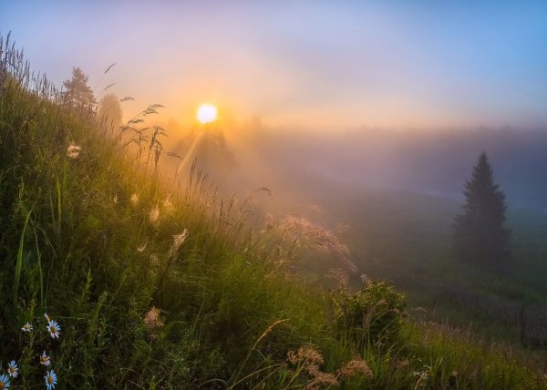 Фотограф: фёдор Лашков ромашки