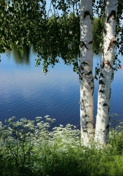 Березы у реки