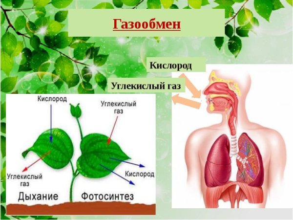 Красота души и тела
